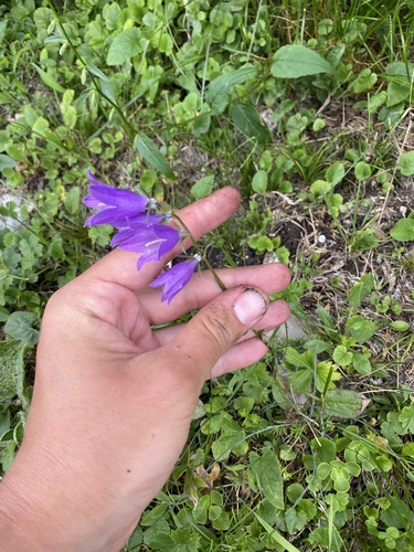 Campanula collina, photograph 3