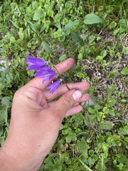 Campanula collina, photograph (c) Илья Руденко, some rights reserved (CC BY)