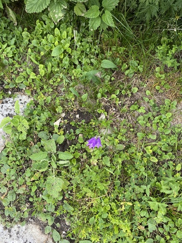 Campanula collina, photograph 4