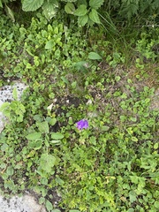 Campanula collina, photograph (c) Илья Руденко, some rights reserved (CC BY)