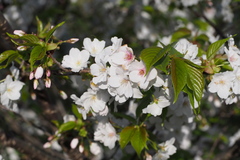 Prunus speciosa