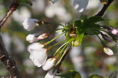 Prunus speciosa