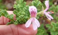 Pelargonium quercifolium