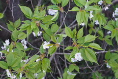 Prunus speciosa
