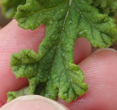Image of Pelargonium quercifolium by no rights reserved