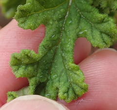 Pelargonium quercifolium