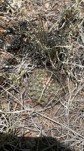Mountain Ball Cactus