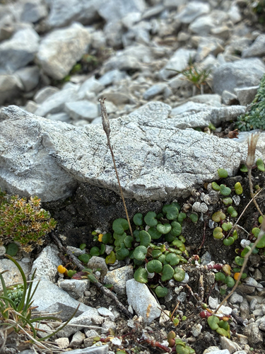 Soldanella minima, photograph 3