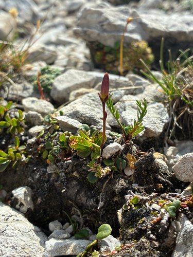 Soldanella minima, photograph 4