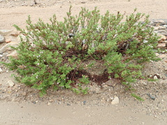 Pelargonium quercifolium