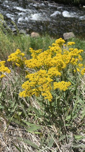 Tall Blacktip Ragwort