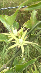 Araujia odorata, photograph author not stated, no rights reserved
