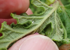 Pelargonium quercifolium