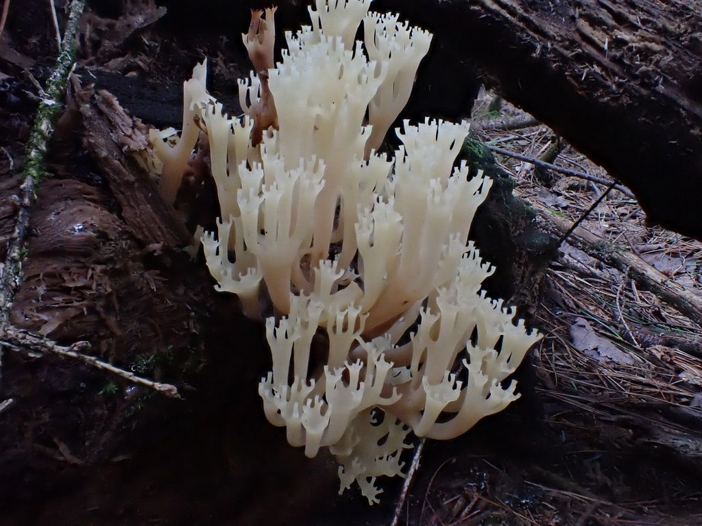 crown-tipped coral fungus · August 2026 · photo: Photo: (c) Jeff, some rights reserved (CC BY) · iNaturalist