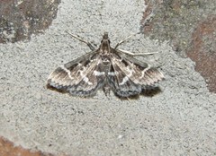 Diasemiodes janassialis