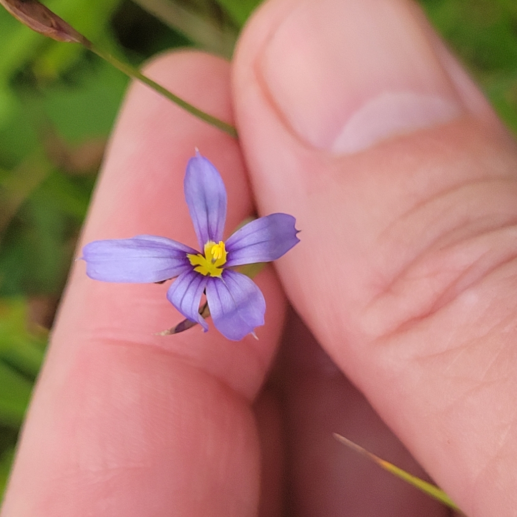 Sisyrinchium angustifolium; photograph (c) Matt Pelikan, some rights reserved (CC BY)