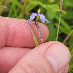 (c) Matt Pelikan, some rights reserved (CC BY) Sisyrinchium angustifolium, photograph (c) Matt Pelikan, some rights reserved (CC BY)
