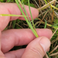 (c) Matt Pelikan, some rights reserved (CC BY) Sisyrinchium angustifolium, photograph (c) Matt Pelikan, some rights reserved (CC BY)