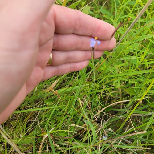 Sisyrinchium angustifolium, photograph 3