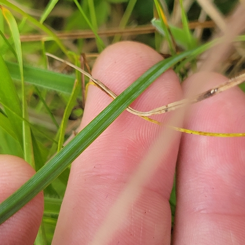 Sisyrinchium angustifolium, photograph 4