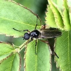 Bibio xanthopus