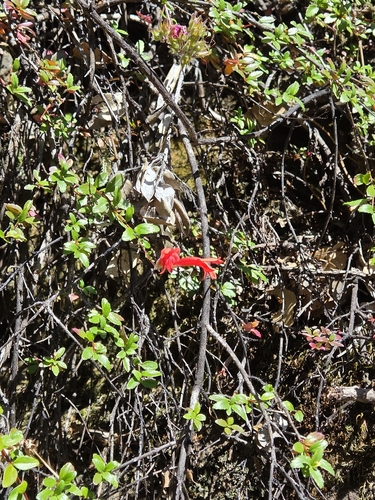 Keckiella corymbosa, photograph 1