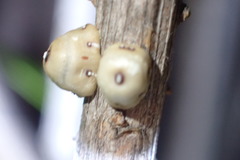 Ceroplastes cirripediformis