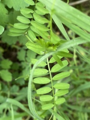 Vicia sepium