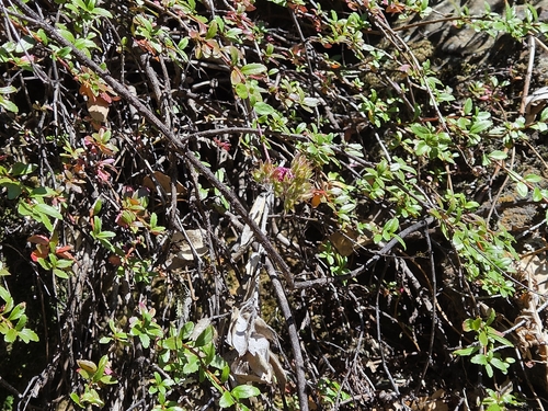 Keckiella corymbosa, photograph 2