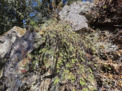 Keckiella corymbosa, photograph author not stated, no rights reserved