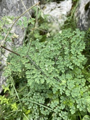 Thalictrum foetidum, photograph (c) Илья Руденко, some rights reserved (CC BY)