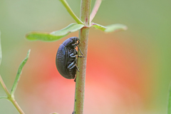 Chrysolina haemoptera
