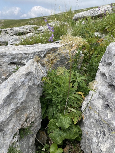 Valeriana alliariifolia, photograph 6