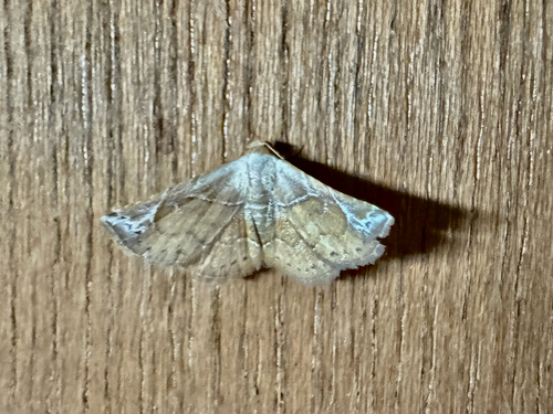 Eublemma rubra