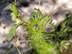 Nigella damascena