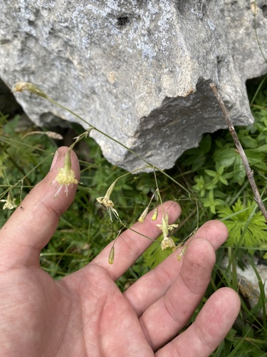 Silene saxatilis, photograph 5