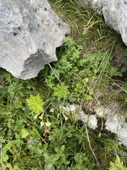 Silene saxatilis, photograph (c) Илья Руденко, some rights reserved (CC BY)