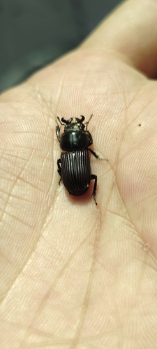 Nigidius sinicus