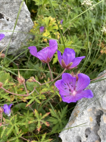 Geranium ruprechtii, photograph 6