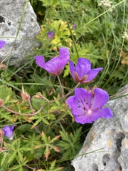 Geranium ruprechtii, photograph Илья Руденко, CC BY, iNaturalist via GBIF
