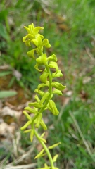 Pucciniaceae