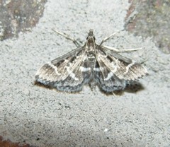 Diasemiodes janassialis