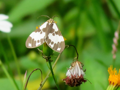 Nyctemera carissima