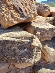 Sceloporus tristichus
