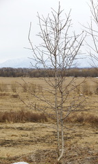Crataegus chlorosarca