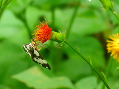 Nyctemera carissima
