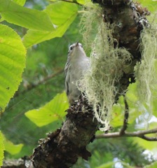 Mniotilta varia image