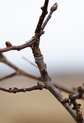 Crataegus chlorosarca