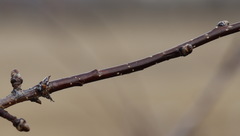 Crataegus chlorosarca