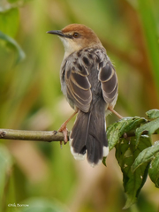 Cisticola carruthersi